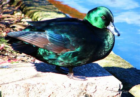 Emerald Green ~ Cayuga Duck By Chuck Gardner Duck Pictures Pet Ducks