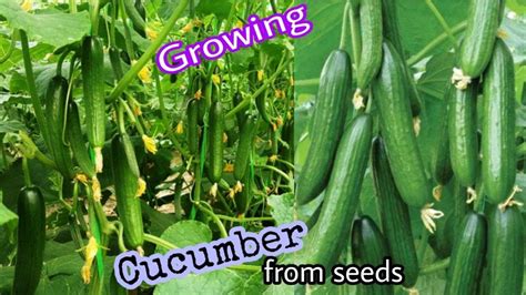 How To Grow Cucumber From Seeds At Home Growing Cucumber At Home By