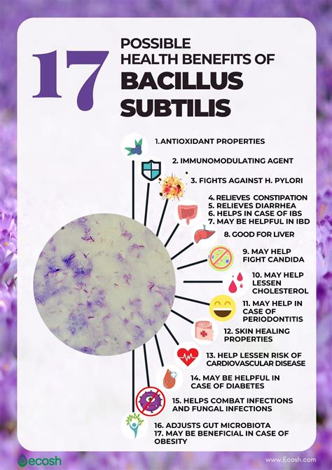 Bacillus Subtilis 17 Possible Health Benefits Based On Science Ecosh