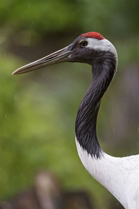 Profile Of A Nice Crane Beautiful Birds Bird Photography Endangered