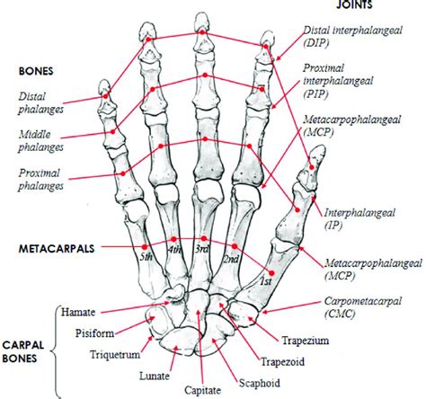 Human Hand Skeletal Structure Depicting Finger Bones Joints