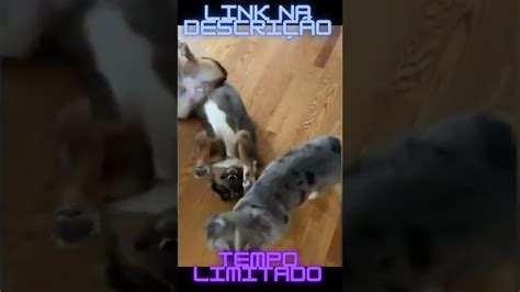 Cachorros Atores Que Se Fingem De Morto Shots YouTube