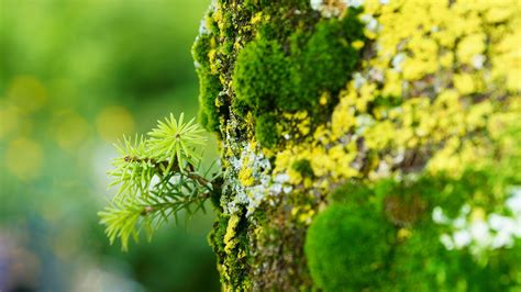 Wallpaper Leaves Nature Grass Branch Moss Spring Foliage