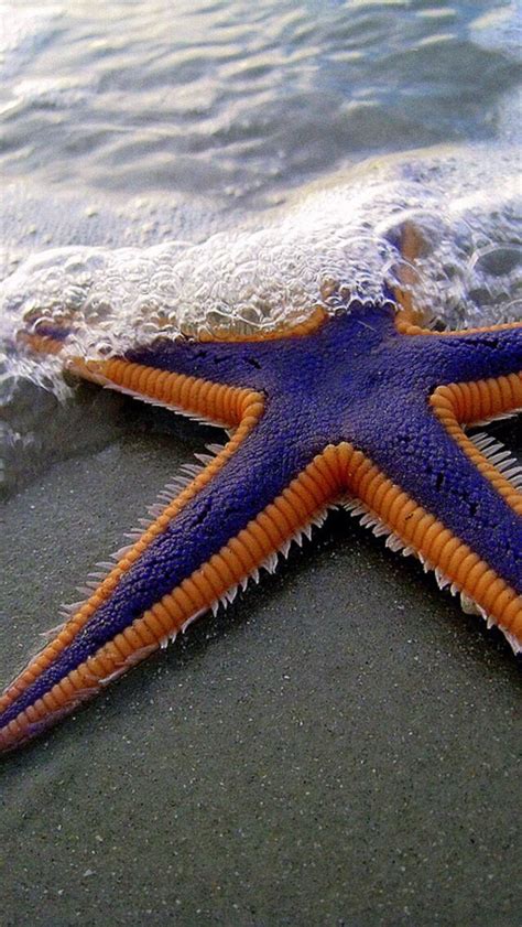 Cool Starfish Animals Ocean Creatures Ocean Life