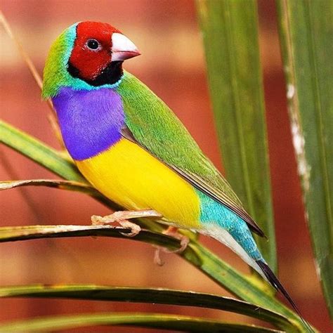 Colorful Birds Tropical Birds Pinterest Colors Finches And