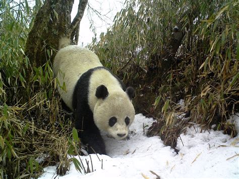 Smart Tech Is Helping To Save Chinas Giant Pandas Cnn