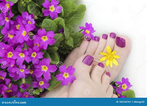 Beautiful Purple Pedicure On Women S Feet With Flowers Stock Image