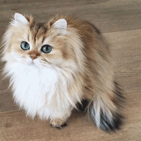 Meet Smoothie The Ridiculously Good Looking Cat That Was