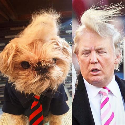 The 2016 Presidential Candidates As Dogs Barkpost