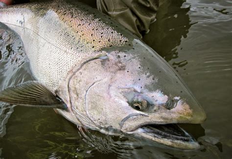 King Salmon In Alaska Fly Fishing For Chinooks At Alaska West