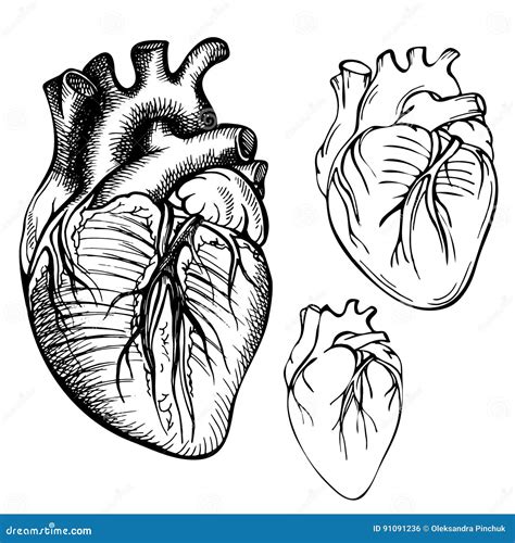 Sketch Ink Human Heart Engraved Anatomical Heart Illustration Stock
