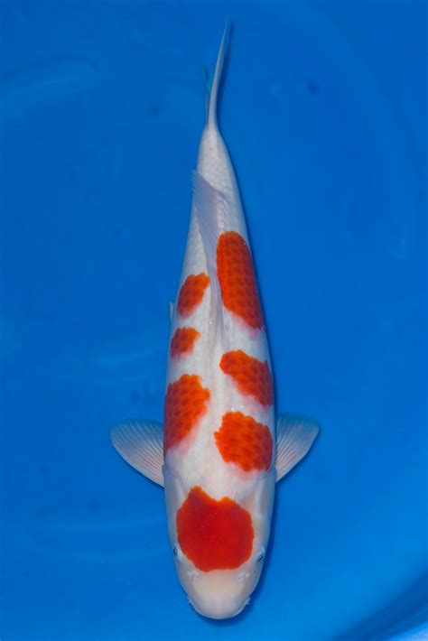 Kohaku Sold Grand Koi Llc