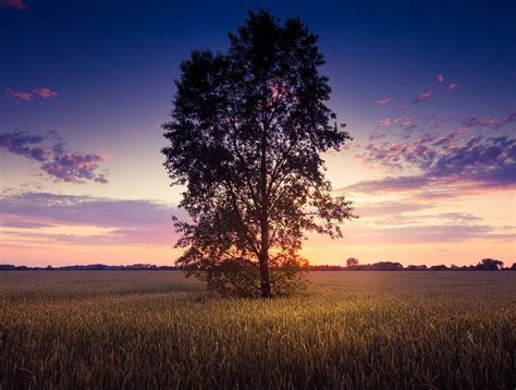 Lonely Tree In The Field Tree Fields Grass Sunsets Hd Wallpaper