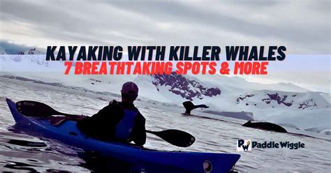 Kayaking With Killer Whales 7 Breathtaking Spots And More Paddlewiggle