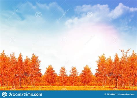 Autumn Landscape Trees With Bright Colorful Leaves Stock