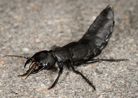 A large black predatory rove beetle which raises its hind end and opens its jaws threateningly when disturbed. Devil's Coach Horse Beetle On A Stone Underground ...