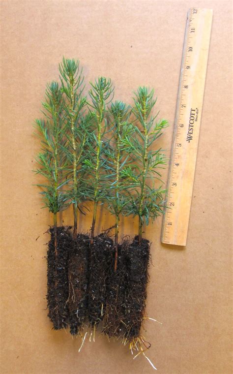 Concolor Fir Plug Seedlings Evergreen Trees For Sale