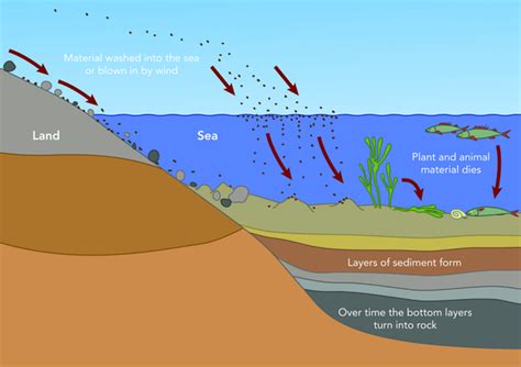 Sedimentary Rocks All You Need To Know About Rocks And Their Formations