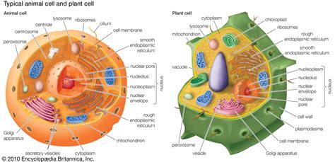 Difference between plant cell and animal cell plant cell structure plant cell vs animal cell similarities between plant. Organelles in Cells (with images) · Sammoor10 · Storify