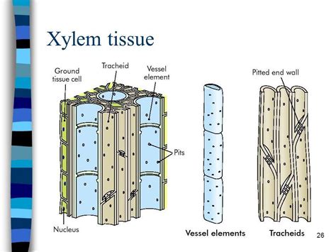 Components Of Xylem Tissue Diagram Arocreative