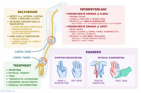 Median Nerve Sensory Median Nerve Nerve Nerve Anatomy Porn Sex Picture