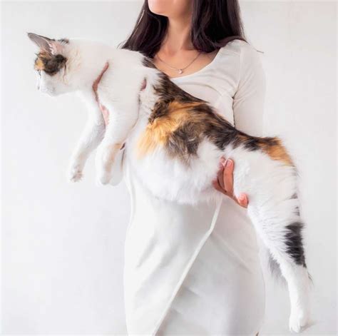 Pregnant Cat Belly Stages Christoper Ragan