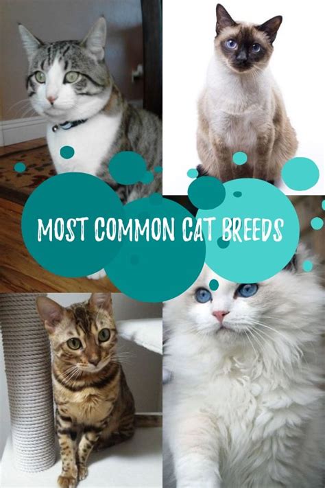 The Most Common Cat Breeds In 2020 Common Cat Breeds Cat Breeds Cats
