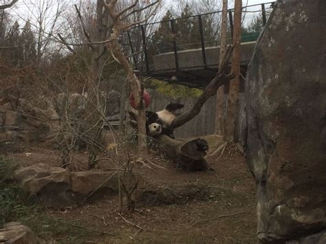 Bittersweet National Zoos Panda Bao Bao Departs For China Wtop News