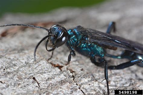 Common Blue Mud Dauber Wasp Chalybion Californicum