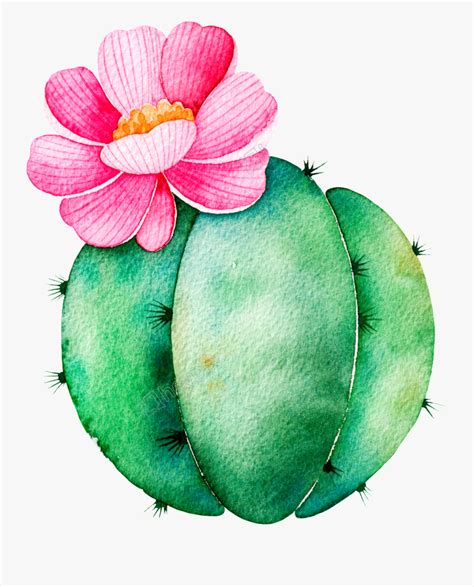Spherical Cactus Cartoon Transparent Transparent Succulent Clipart