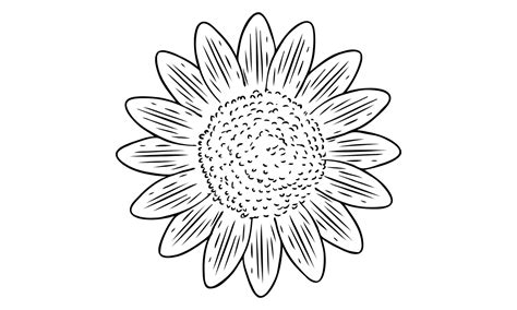 Kumpulan Gambar Bunga Matahari Sketsa Terbagus Dan Terlengkap Blog