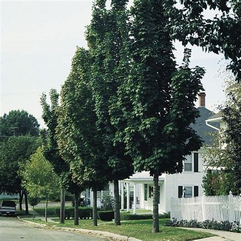 Columnar Norway Maple Tree In 2020 Street Trees Landscaping Trees