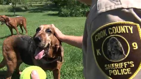 Cook County Sheriff's Department K-9 unit helps sniff out missing