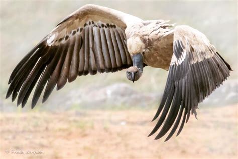 African Savanna Birds Flying Pets Lovers