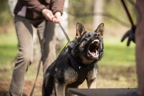 A German Shepherd Barking A Perfect Guide To Train Your Gsd
