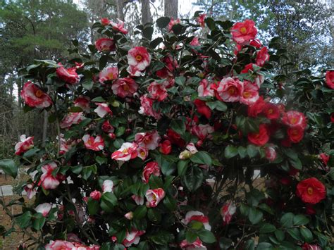 Plants And Flowers Camellia Japonica Pink Perfection