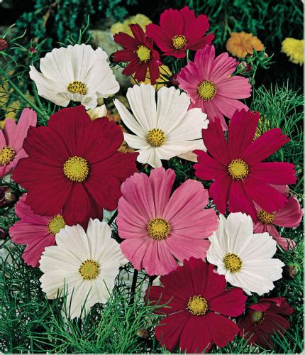 35 Cosmos Sensation Mix Flower Seeds Long Lasting Annual Drought