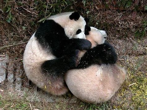 Panda Hug Panda Hug Hug Images Panda