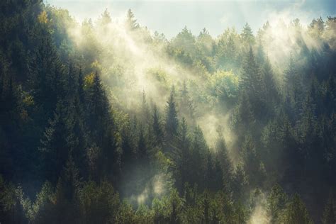 Misty Forest Impression Sur Toile Remarquable Photowall