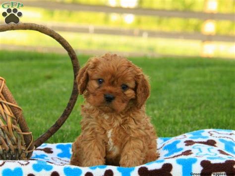 Get advice from breed experts and make a safe choice. Cavapoo Puppies For Sale Under 1000