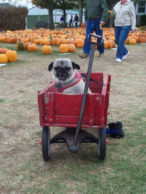 A Day In The Life Of Pugs Pumpkin Patch