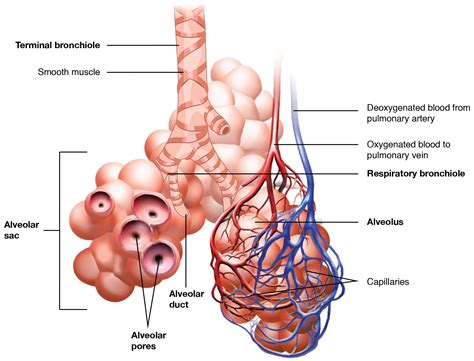 Organs And Structures Of The Respiratory System Anatomy And Physiology