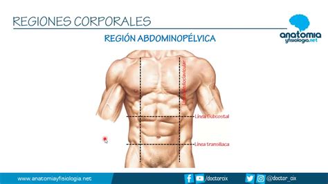 Regiones Corporales Resúmenes De Anatomía Y Fisiología Youtube