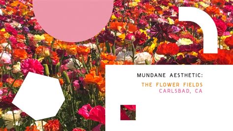 Shop proflowers® & send fresh flowers to loved ones in carlsbad! Mundane Aesthetic: Flower Fields, Carlsbad CA - Happy ...
