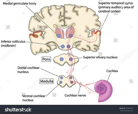 Auditory Nerve Pathways From The Cochlea In The Ear To The Primary
