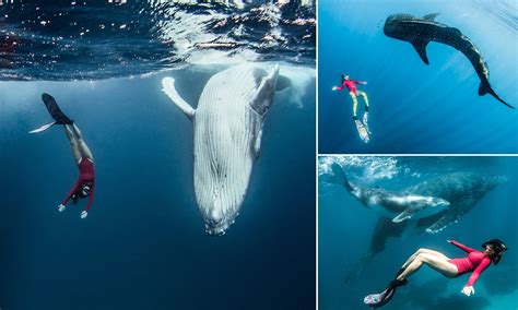 Fajarv Swimming With Humpback Whales Tonga