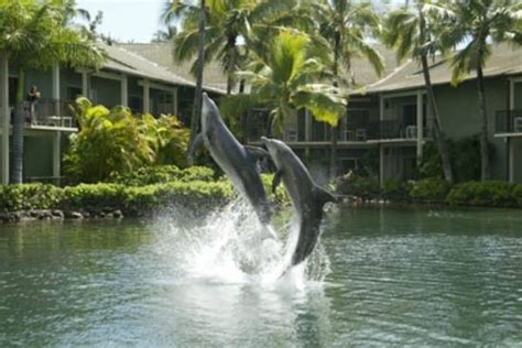 Dolphin Quest Oahu 2018 All You Need To Know Before You Go With