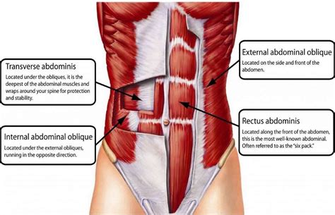 With related to nerves of anterior abdominal wall and the inguinal region: Abdominal Oblique Muscles: Functional Anatomy Guide ...