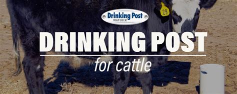 Automatic Cattle Waterer Drinking Post Automatic Waterer