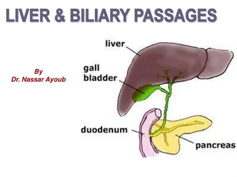 Ppt Anatomy Of Liver And Gall Bladder Powerpoint Presentation Free Download Id